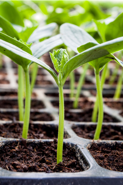 cucumber seedlings