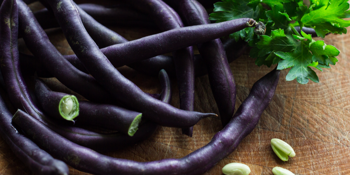 growing purple green beans