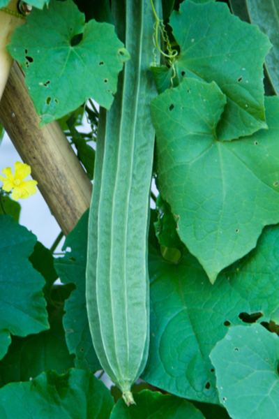 growing luffa gourds