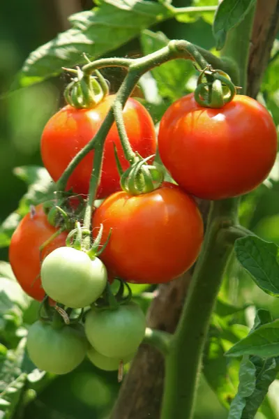fertilizing tomato plants
