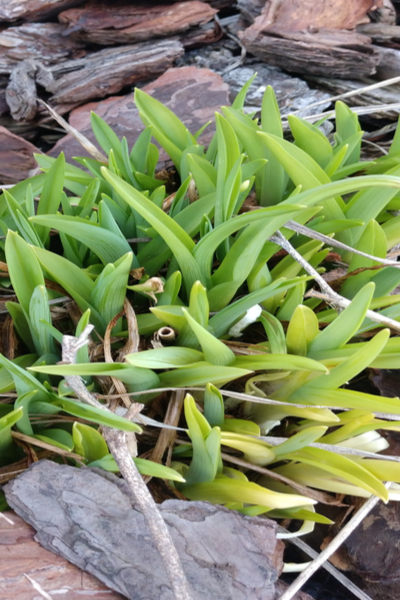spring growth