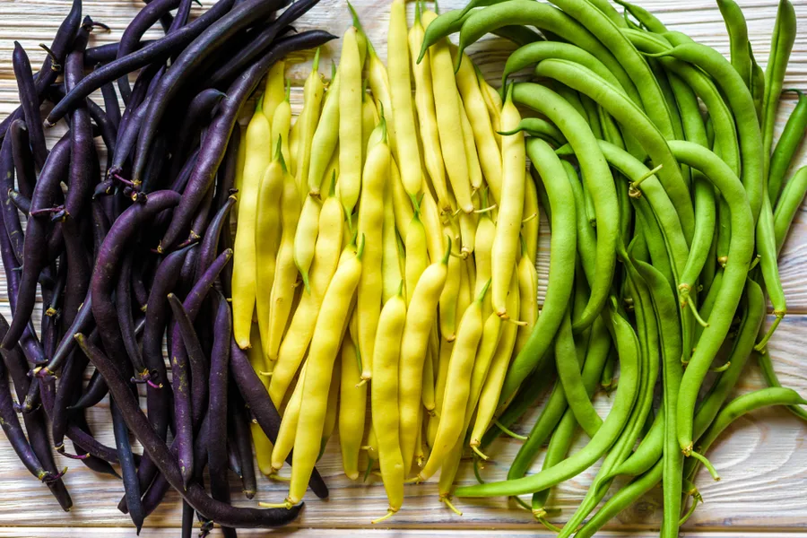 how to grow purple green beans