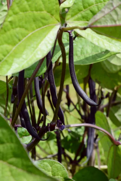 growing purple green beans