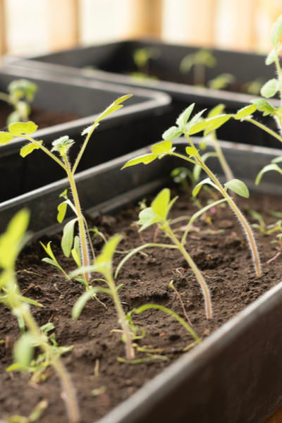 using fluorescent lights to start seeds indoors