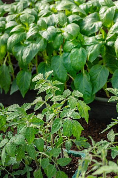 tomato and pepper transplants