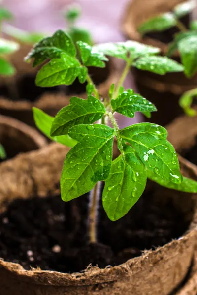 Young seedlings can benefit from slow-release fertilizers in the soil. 