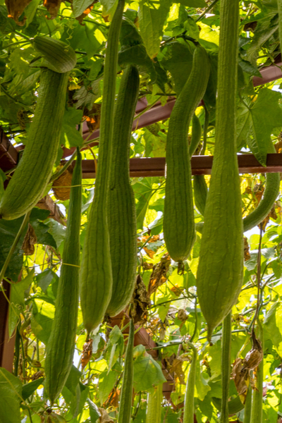 trellised luffa in an arbor