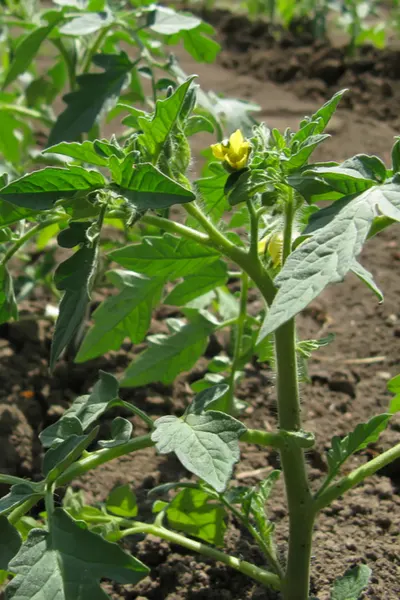 tomato plants 