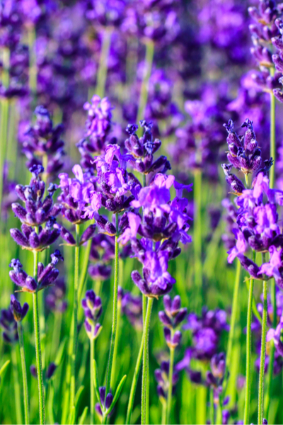 lavender in the garden