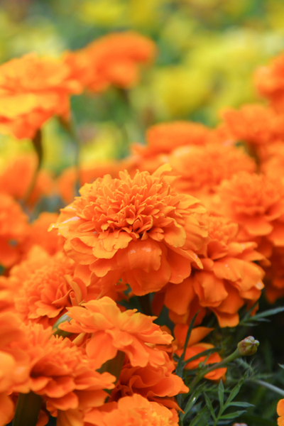 french marigolds