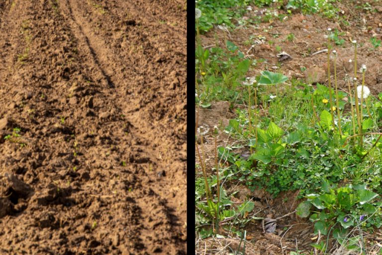 3 Simple Secrets To Eliminate Garden Weeds For Good!