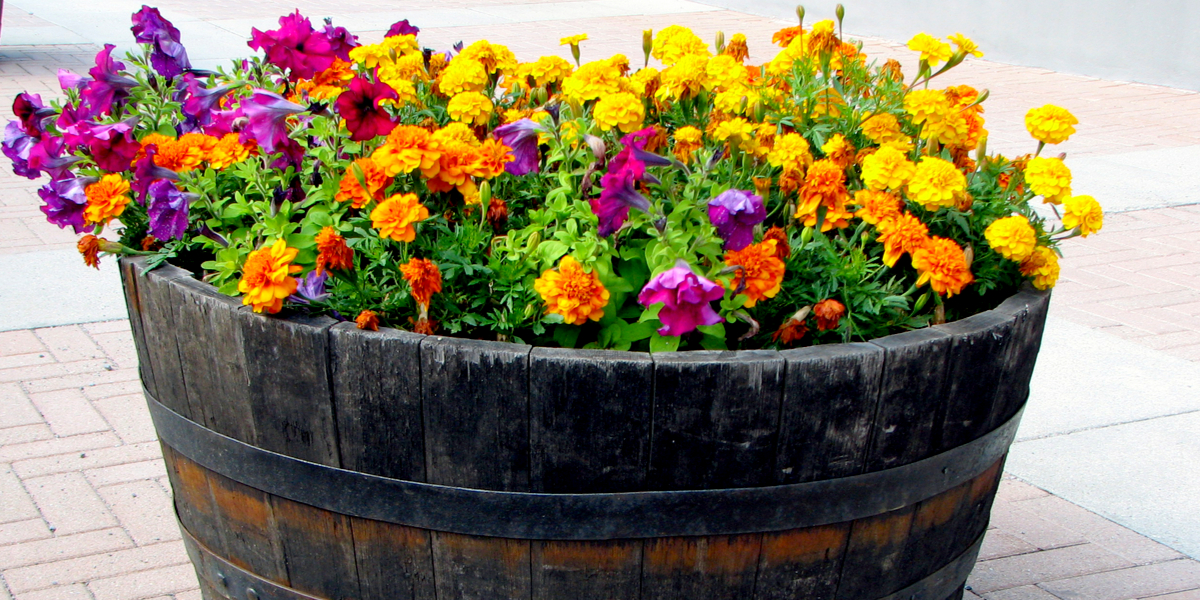The 5 Simple Secrets To Keep Flower Pots Blooming All Summer Long!
