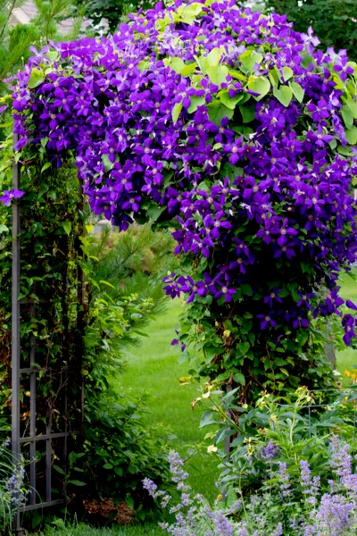 climbing wisteria