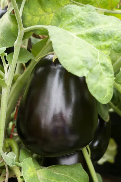 egg plant