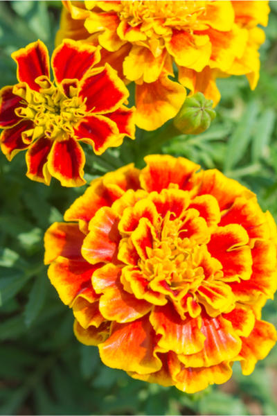 growing vegetables with flowers - marigolds