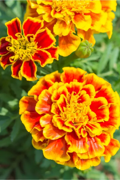 growing vegetables with flowers - marigolds