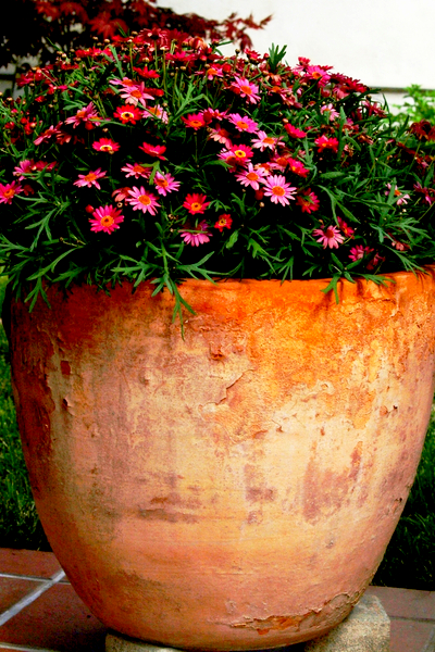 The 5 Simple Secrets To Keep Flower Pots Blooming All ...