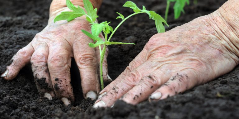 planting the garden