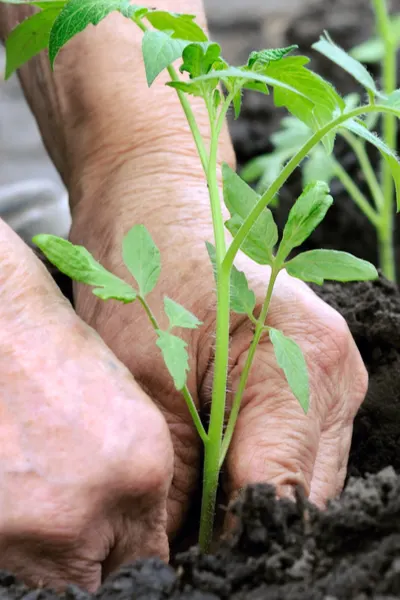 planting the garden