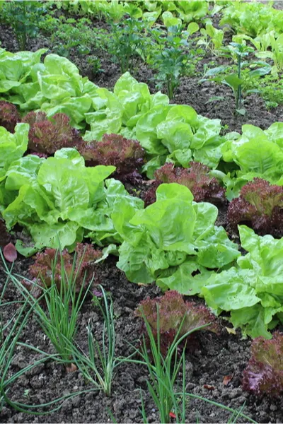 first vegetable garden