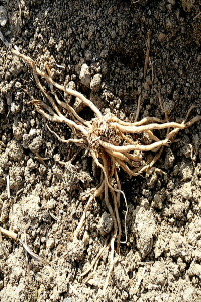 roots in the ground