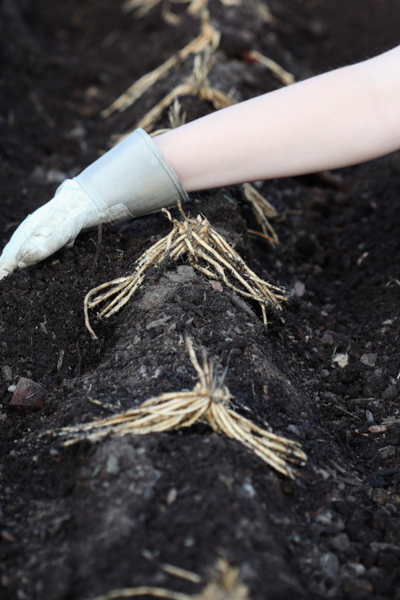 planting asparagus