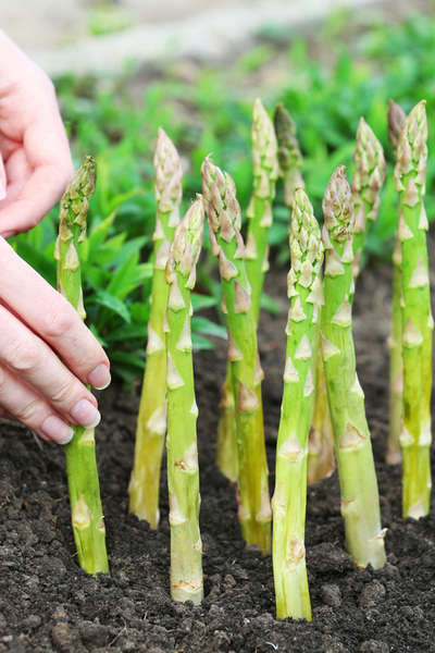 How To Grow Asparagus