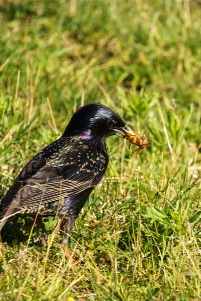 birds eating beetles