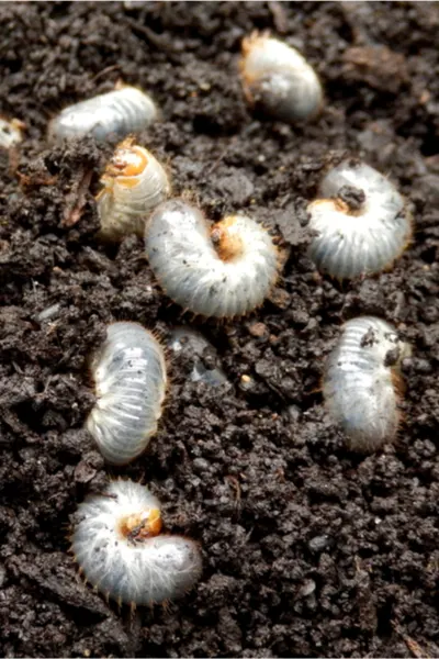 https://thisismygarden.com/wp-content/uploads/2020/05/June-Bug-Grubs.jpg.webp