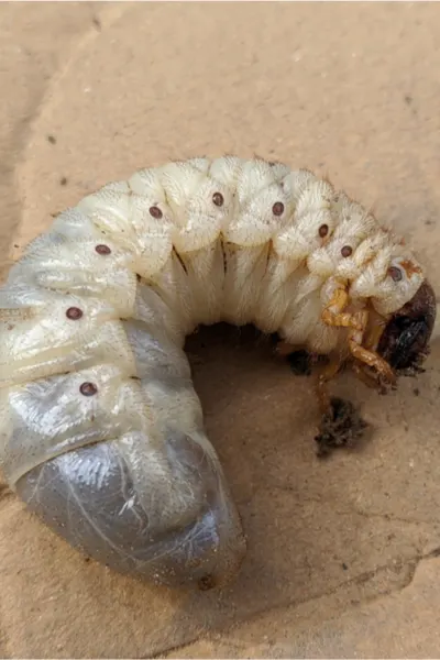 june bug larvae