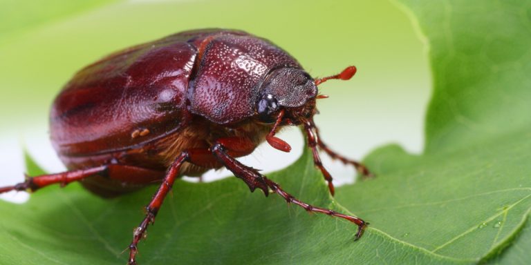 Stop June bugs
