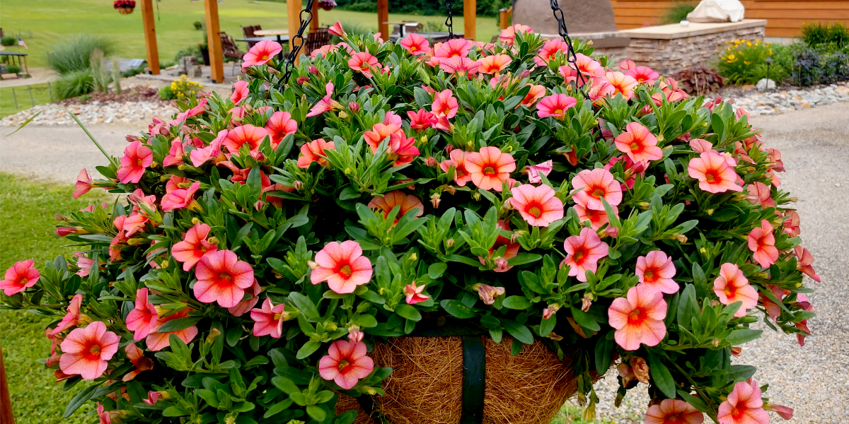 The Perfect Hanging Basket Plant With Big Flower Power Million Bells
