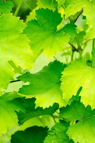 grape leaf - canning