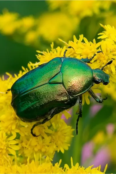 insects in the landscape