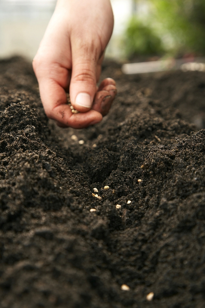 planting seeds