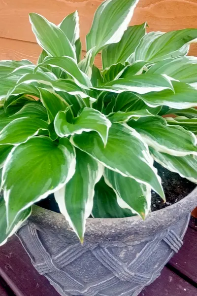 https://thisismygarden.com/wp-content/uploads/2020/05/potted-hosta-1.jpg.webp