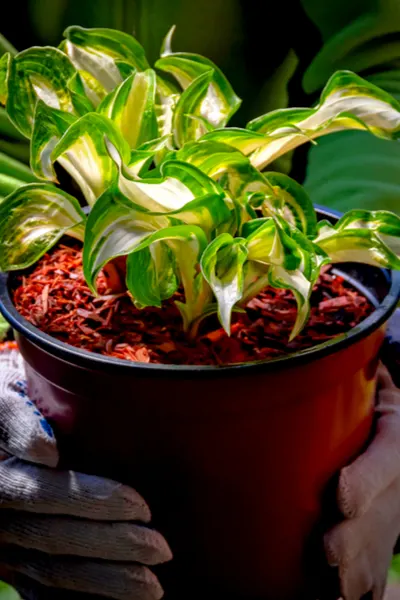 Hosta Plants - Container