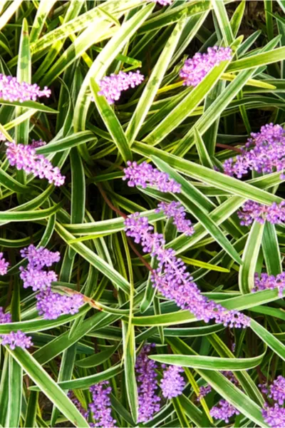 liriope in pots