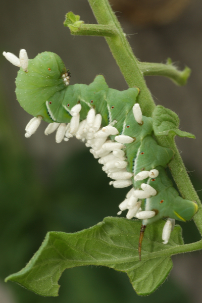 wasps and tomatoes