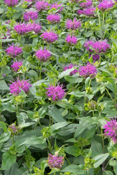 bee balm foliage