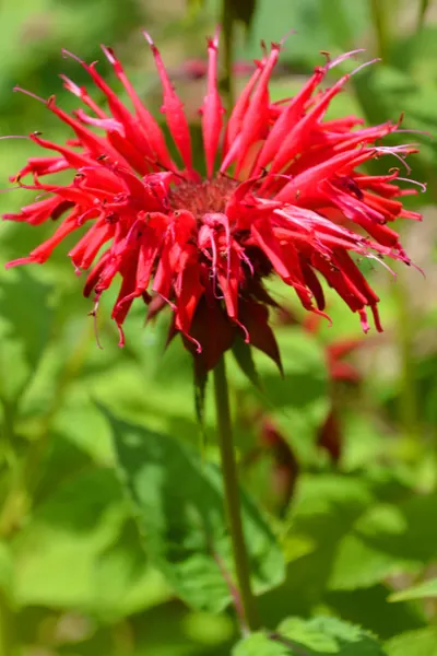 bee balm blooming