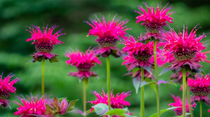 Growing Bee Balm - The Perfect Perennial To Attract Bees & Butterflies!