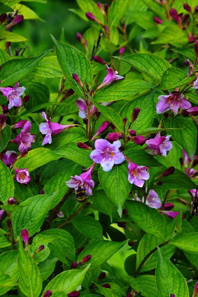 pink weigela