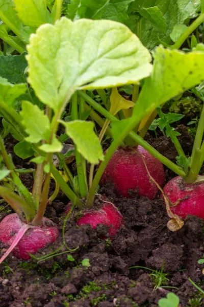 saving seed from spring crops -radish seeds