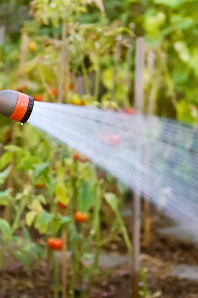 watering vegetable plants