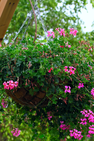 The 5 Simple Secrets To Keep Flower Pots Blooming All