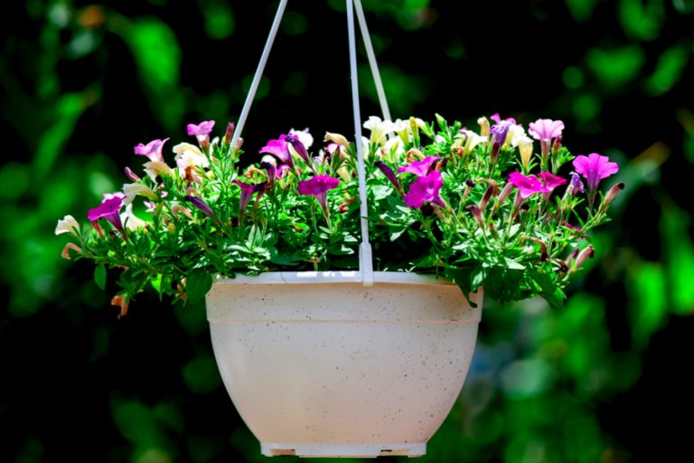 5 Simple Tips To Keep Hanging Baskets Blooming All Summer Long!
