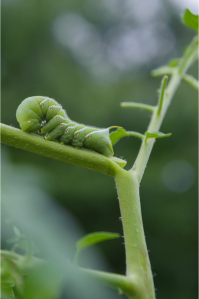 tomato hornworm - wasps