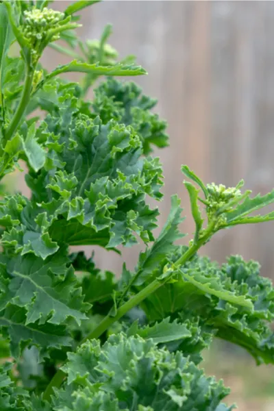 saving seeds from spring crops