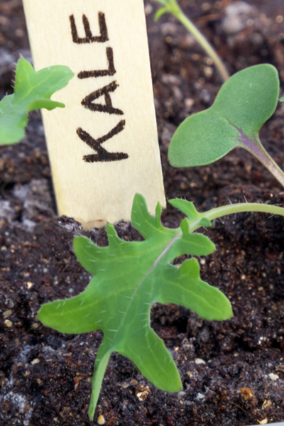 saving seed from spring crops - kale